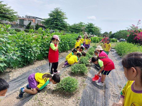 探索香草園、田間作物觀察 --芳香萬壽菊