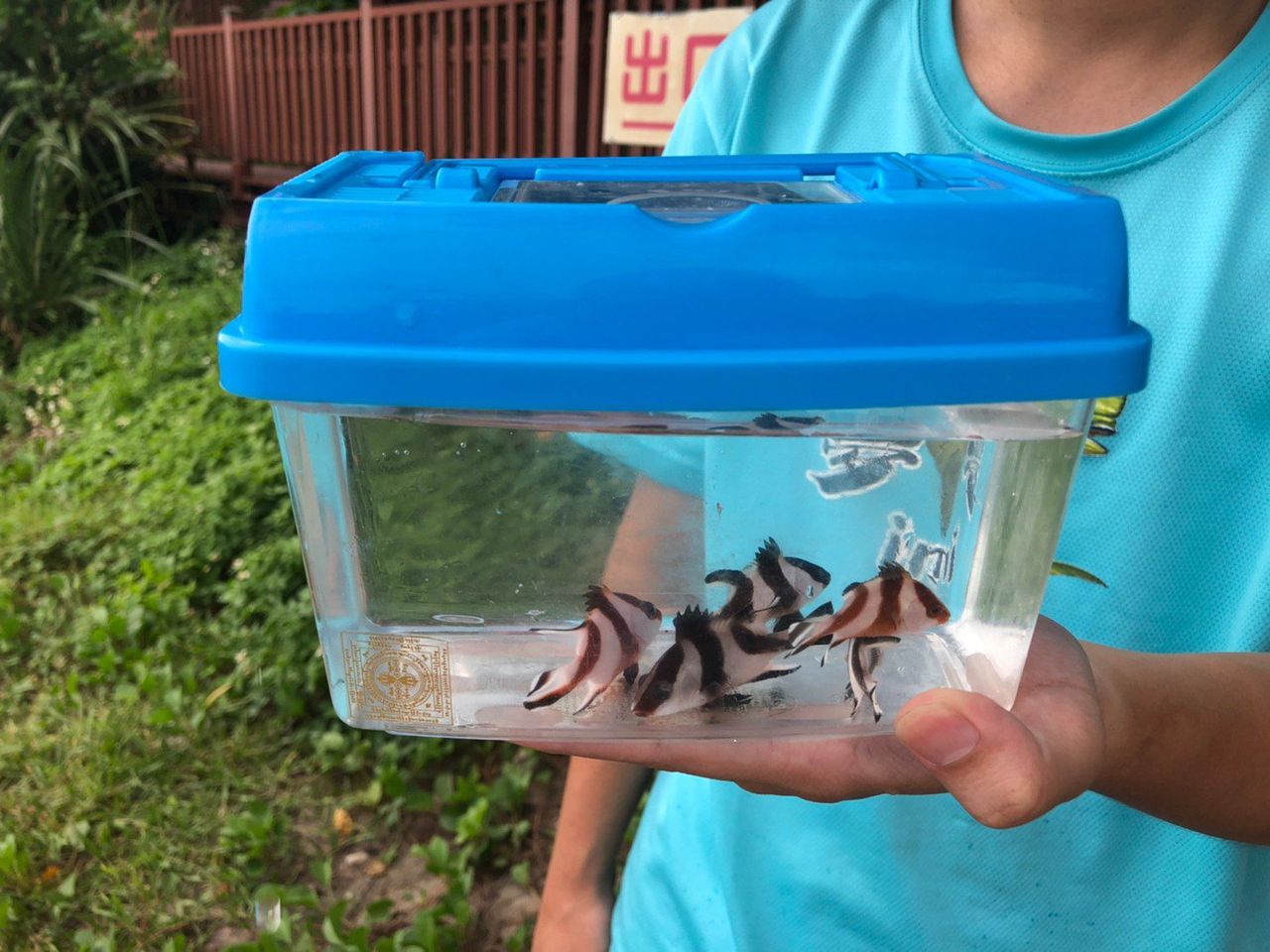 照片 2