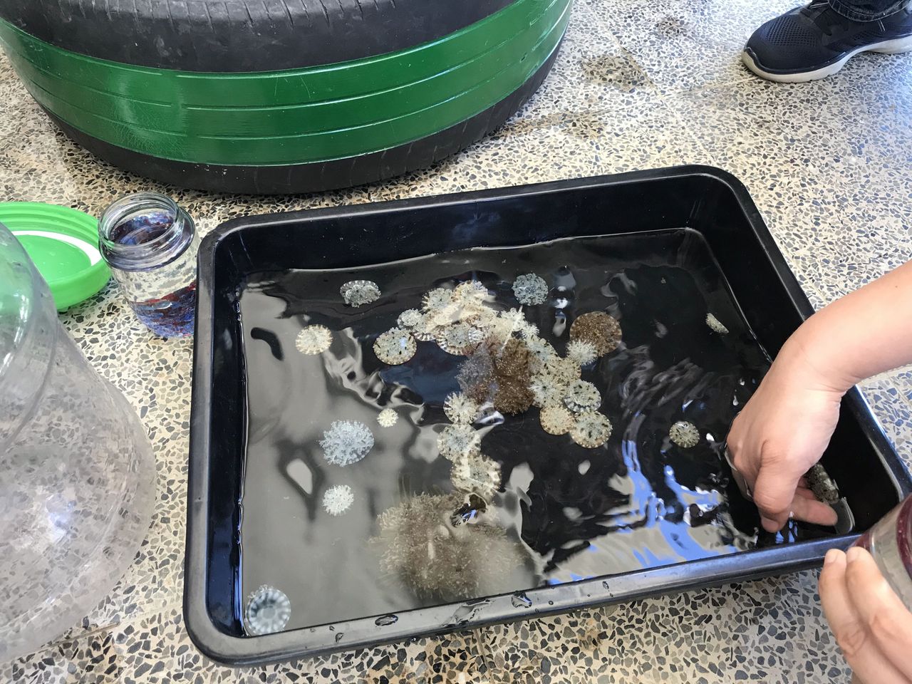 鄭明忠博士帶來的倒立水母。